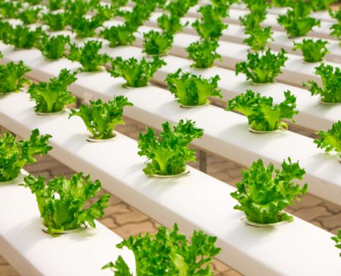 Rows of hydroponically grown lettuce, representing agricultural food safety and testing needs